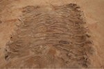 Die Skelette wurden in den übereinander geschichteten Lagen freigelegt, anschließend fotogrammetrisch aufgenommen und digital vermessen (Foto: A. Grothe, BLDAM). 